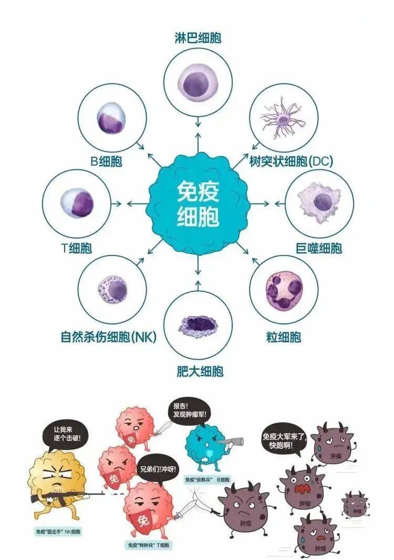 细胞治疗:开启生命科学新篇章