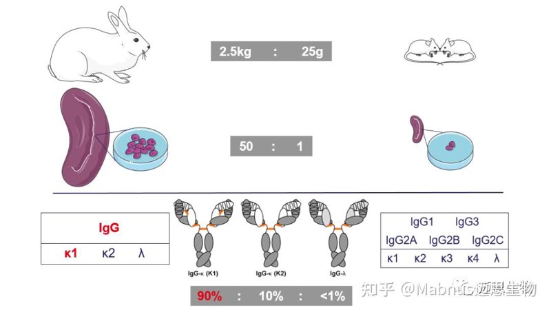 生物科技行业的创新探索：聚焦生物科技公司